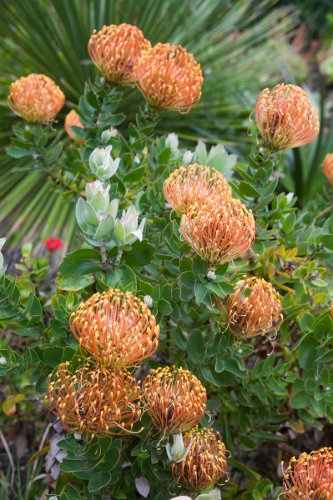 Gardenphotography Gardenportrait Tresco Abbey Garden Scilly Islands