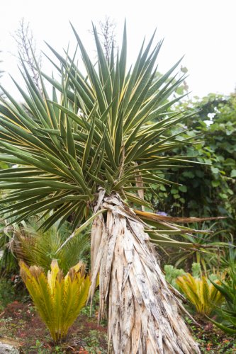 Gardenphotography Gardenportrait Tresco Abbey Garden Scilly Islands