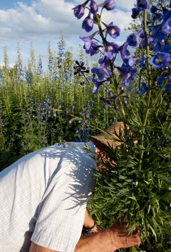 Rittersporn Garten, Rückansicht vom Züchter Wolfgang Kautz zwischen seinen Blumen bei der Arbeit