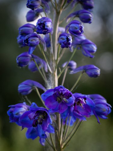 Close-up von Rittersportn im Garten von Wolfgang Kautz