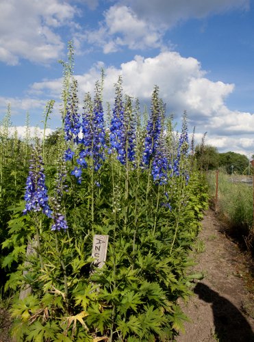Rittersporn Feld vom Züchter Wolfgang Kautz