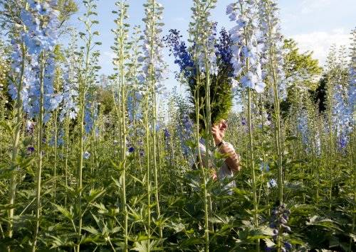 Rittersporn Garten Portrait vom Züchter Wolfgang Kautz zwischen seinen Blumen
