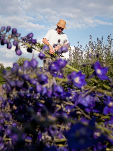Rittersporn Garten Portrait vom Züchter Wolfgang Kautz bei der Arbeit