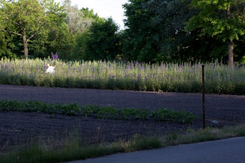 06 Rittersporn Kautz Fotografie Angela Franke