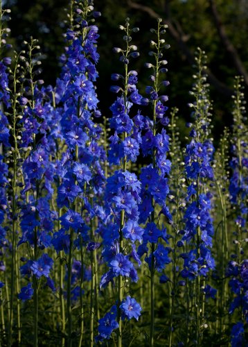 Dunkelblauer Rittersporn im Garten von Wolfgang Kautz