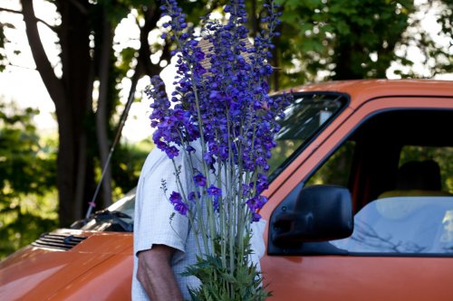 Rittersporn Garten Portrait Züchter Wolfgang Kautz bei der Arbeit
