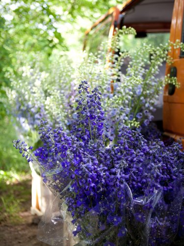 10 Rittersporn Kautz Fotografie Angela Franke