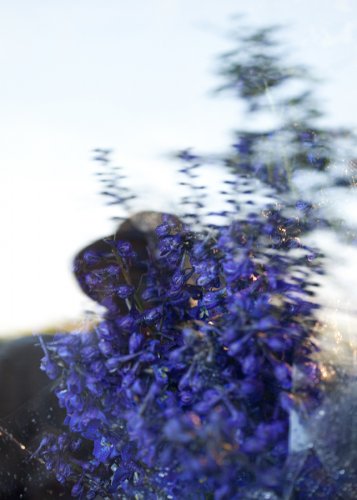 11 Rittersporn Kautz Fotografie Angela Franke