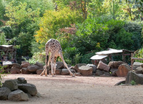 Zoo-Hannover-Angela Franke