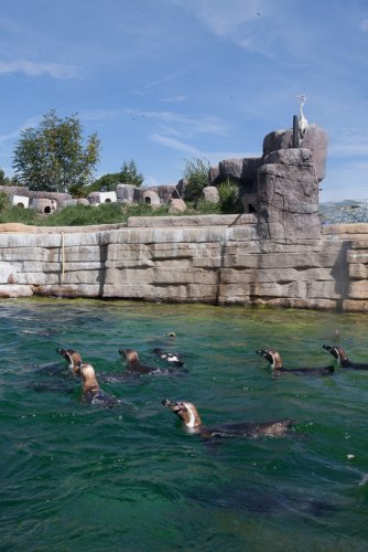 Zoo-Kopenhagen-Angela Franke