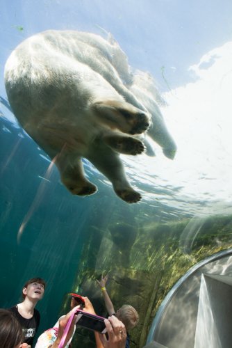 Zoo-Kopenhagen-Angela Franke