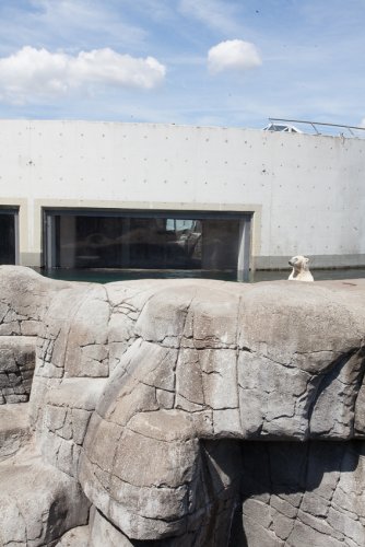 Zoo-Kopenhagen-Angela Franke