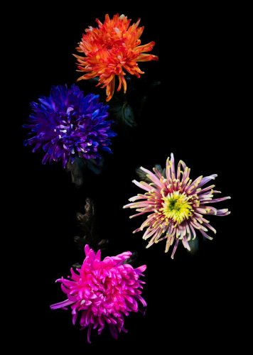 Studioaufnahme von bunten Chrysanthemen vor schwarz fotografiert