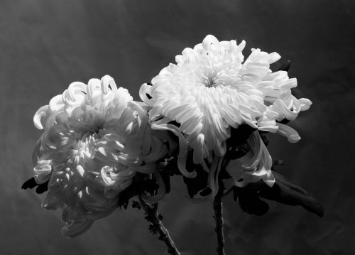 Zwei Chrysanthemen vor dunklem Hintergrund fotografiert