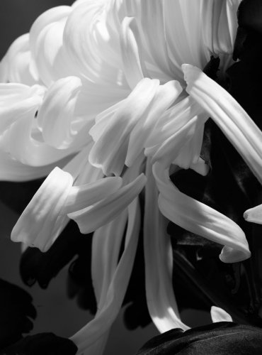 Ausschnitt einer Chrysanthemenblüte vor schwarz fotografiert