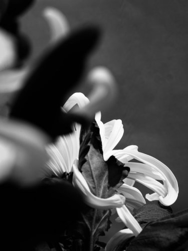 Chrysanthemen vor dunklem Hintergrund fotografiert