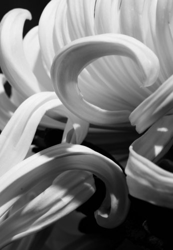 Ausschnitt einer Chrysanthemenblüte vor dunklem Hintergrund fotografiert