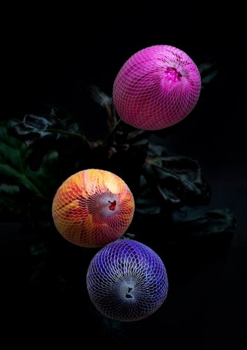 drei Chrysanthemen in ihrer Schutzhülle vor schwarz fotografiert