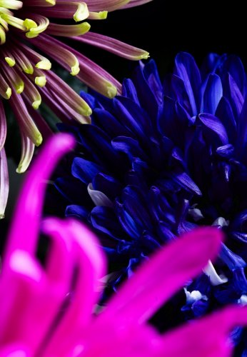 Studioaufnahme von bunten Chrysanthemen vor schwarz fotografiert