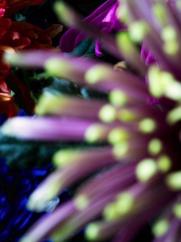 Studioaufnahme von bunten Chrysanthemen vor schwarz fotografiert