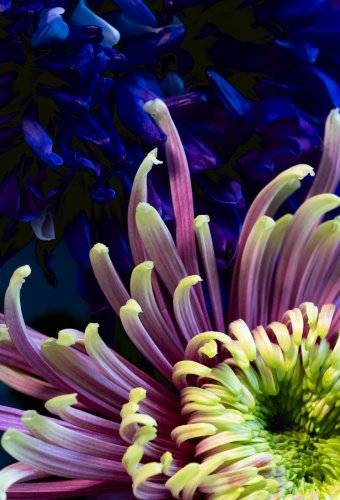 Studioaufnahme von bunten Chrysanthemen vor schwarz fotografiert