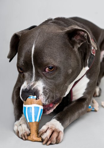 Hundeportrait mit Gummitier im Maul