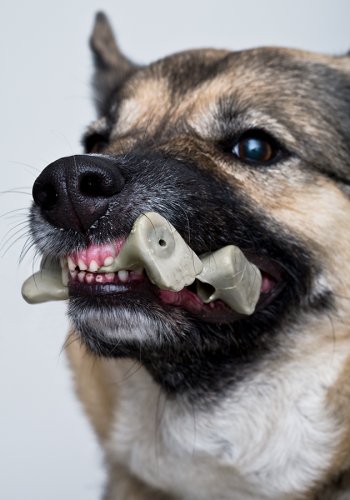 Hundeportrait mit Gummitier im Maul