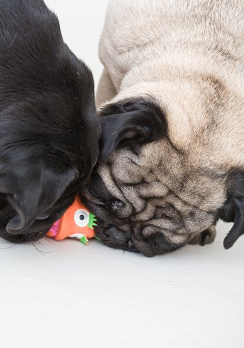 Zwei Hunde mit Gummitier