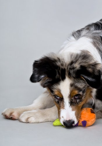 Hundeportrait mit Stofftier im Maul