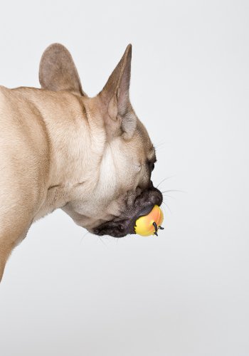 Hund mit Gummitier im Maul von hinten