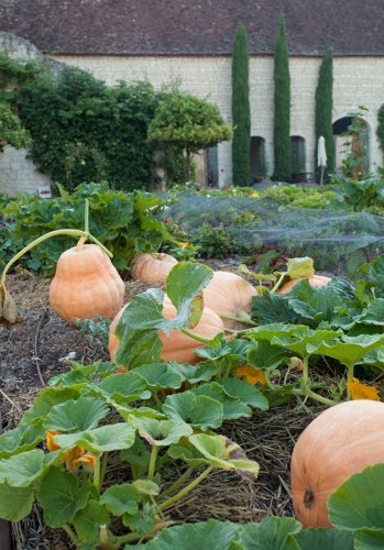 Kürbisse im Gemüsegarten des Chateau du Riveau