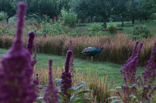 Im Garten des Chateau du Riveau - "jardin remarquable". Ein Pfau hinter Amaranthpflanzen