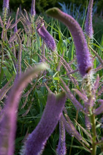 Ehrenpreis im Garten des Chateau du Riveau - "jardin remarquable"
