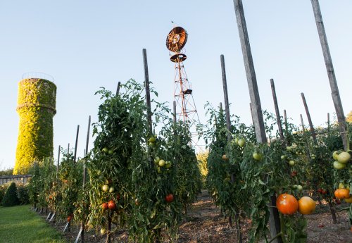 02 Tomaten Vielfalt Fotografie Angela Franke Conservatoire-de-la-tomate