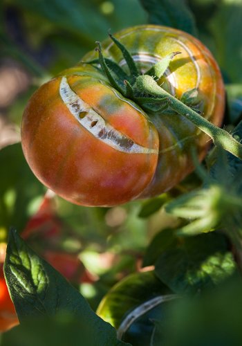 03 Tomaten Vielfalt Fotografie Angela Franke Conservatoire-de-la-tomate-