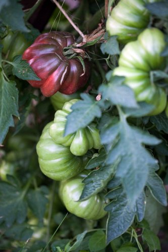 04 Tomaten Vielfalt Fotografie Angela Franke Conservatoire-de-la-tomate
