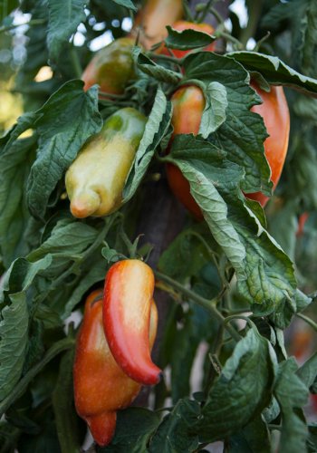 06 Tomaten Vielfalt Fotografie Angela Franke Conservatoire-de-la-tomate-