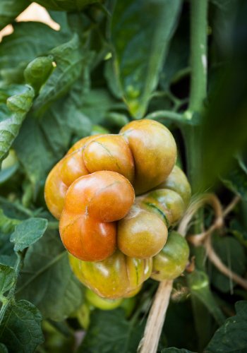 08 Tomaten Vielfalt Fotografie Angela Franke Conservatoire-de-la-tomate