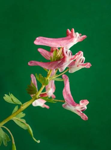 Little Ones' Big Time