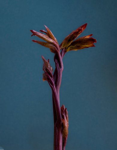 Pflanzenportrait eines Peonientriebes vor dunkelblauem Hintergrund