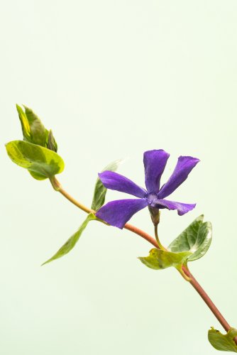 Pflanzenportrait von Immergrün vor hellgrünem Hintergrund