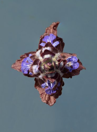 Pflanzenportrait von Guensel vor grauem Hintergrund