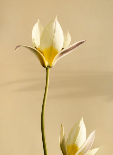 Pflanzenportrait Wildtulpe vor beigem Hintergrund