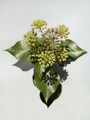 Little Ones’ Big Time