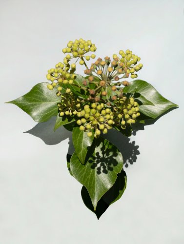 Pflanzenportrait von Efeu vor hellgrauem Hintergrund