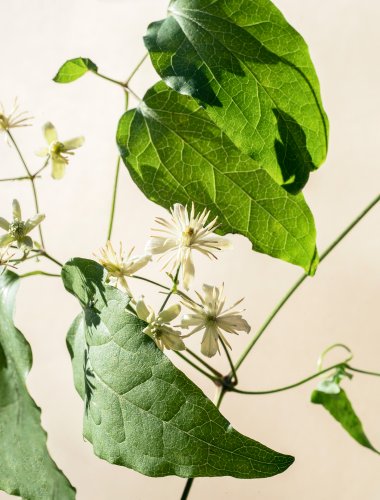 Pflanzenportrait einer einfachen Waldrebe vor beigem Hintergrund