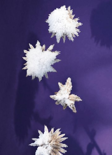 beschneite Kugeldiesteln vor lila Hintergrund, Collage