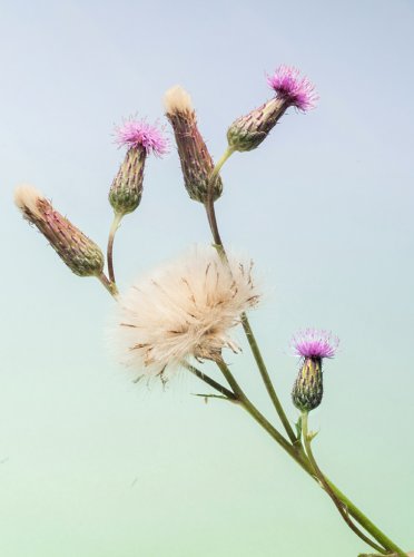 Pflanzenportrait einer Diestel vor pastellfarbenem Hintergrund