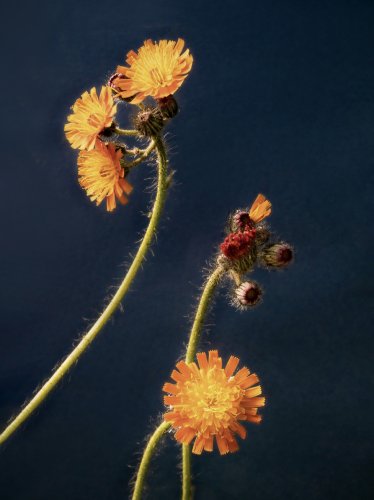 Pflanzenportrait von Habichtskraut vor dunkelblauem Hintergrund