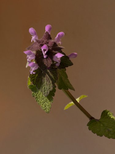 Pflanzenportrait einer Taubnessel vor braunem Hintergrund